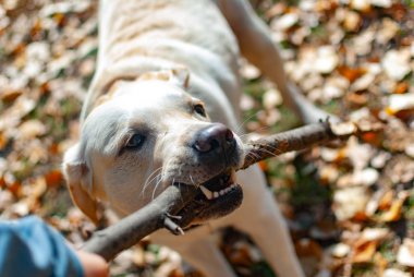 Labrador elinden sopayı almaya çalışıyor.