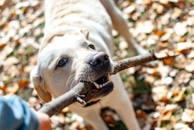 Köpek elinden sopayı çıkarmaya çalışıyor.