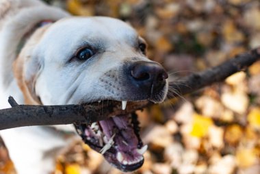 Labrador Retriever çubuk yemeye çalışıyor.