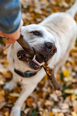Labrador elinden sopayı almaya çalışıyor.