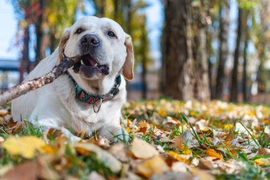 Labrador Retriever bir çubuk ısırıyor.