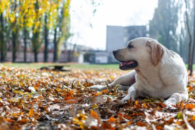 Labrador av köpeği düşen sonbahar yapraklarında yatıyor.