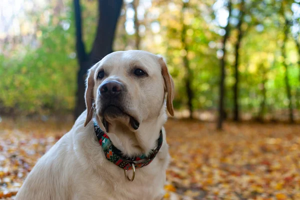 Labrador Retriever Спокойно Смотрит Осенний Фон — стоковое фото