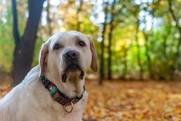 Triste Olhar Canino Fundo Paisagem Outono — Fotografia de Stock