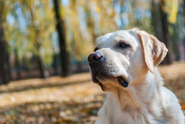 Labrador Retriever Está Observando Atentamente Fundo Árvores Amareladas — Fotografia de Stock