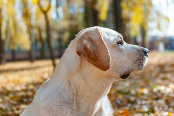 Labrador Retriever Está Observando Atentamente Fundo Folhas Amareladas — Fotografia de Stock