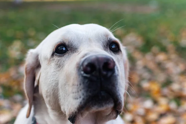 Labrador Retriever Suplicando Olhar Olhos Tristes — Fotografia de Stock
