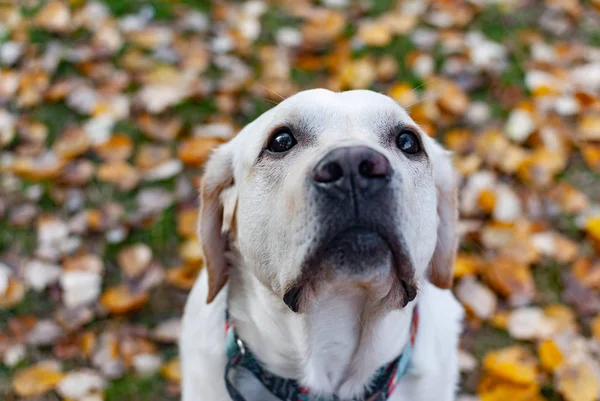 Olhos Tristes Labrador Retriever Culpado — Fotografia de Stock