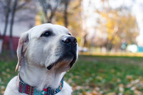 Labrador Retriever Olha Calmamente Para Fundo Outono — Fotografia de Stock