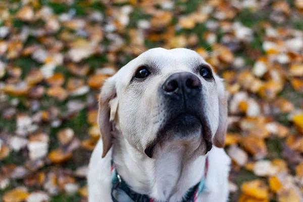 Olhos Tristes Labrador Retriever Culpado — Fotografia de Stock