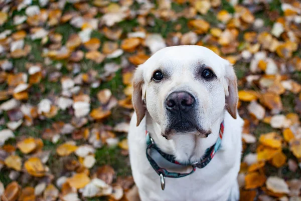 Labrador Retriever Parece Triste Olhos — Fotografia de Stock