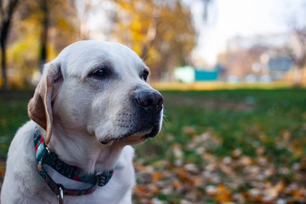 Labrador Retriever Olha Para Fundo Outono — Fotografia de Stock