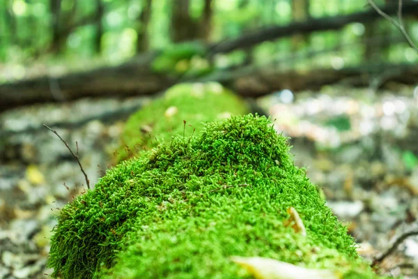 森林苔树 — 图库照片