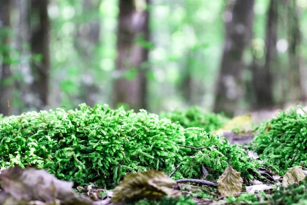 苔绿色 — 图库照片