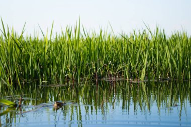 pirinç tarlasında yeşil pirinç filizi 