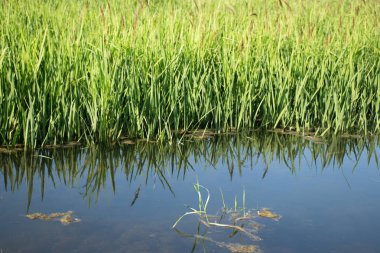 pirinç tarlasında yeşil pirinç filizi 
