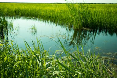 pirinç tarlasında yeşil pirinç filizi 