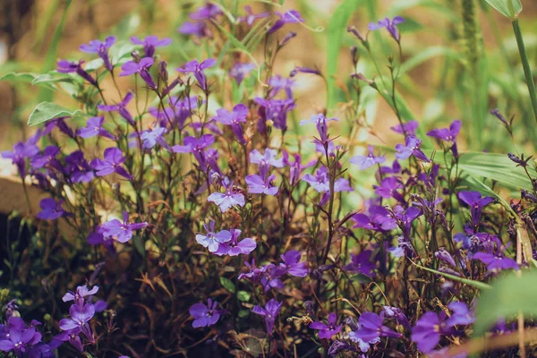 küçük taze çiçekler