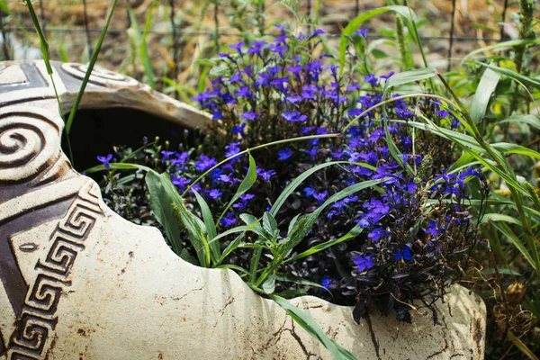 Piccoli fiori freschi — Foto Stock