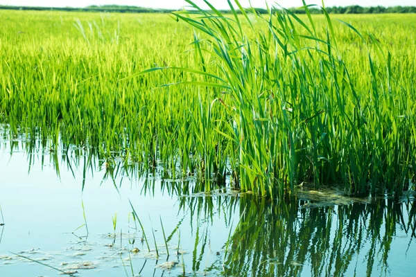 pirinç tarlasında yeşil pirinç filizi