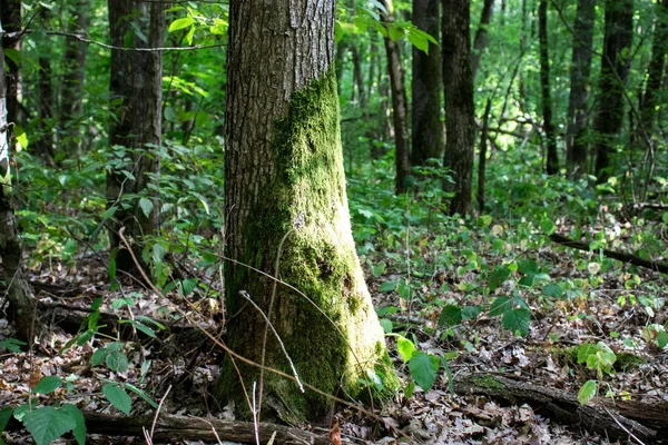 Muschio della foresta — Foto Stock