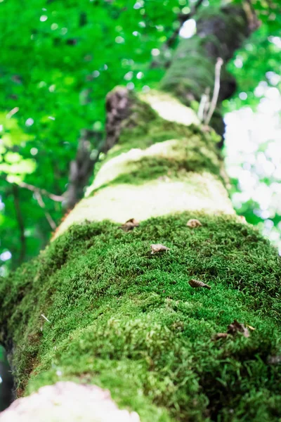 森林苔树 — 图库照片