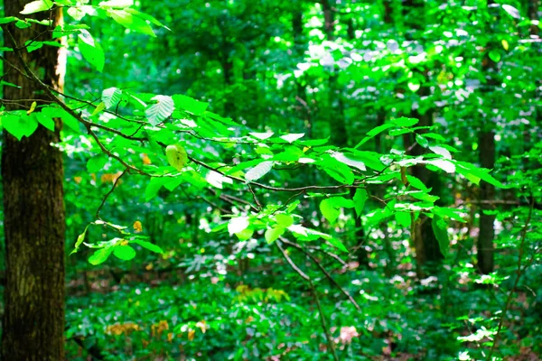 Frunzele pădurii — Fotografie, imagine de stoc