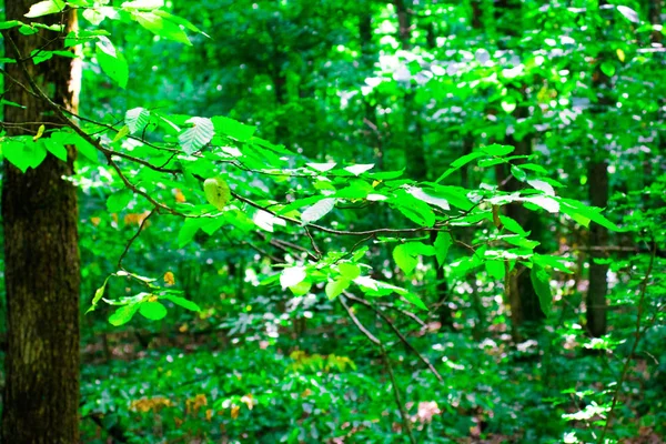 Ormanın yaprakları