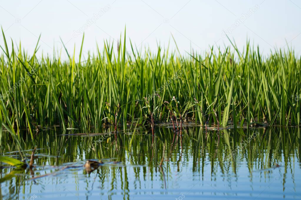 green rice sprouts in rice field 