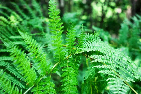 Fern forest — Stock Photo, Image