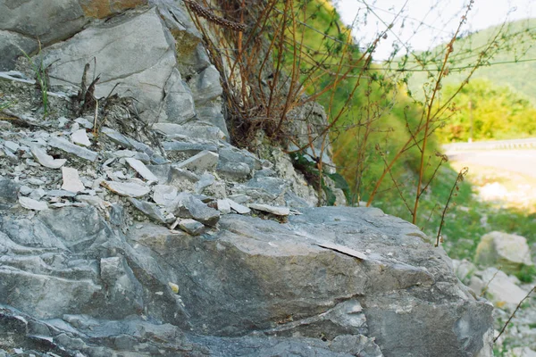 doğada yeşil park bitkileri