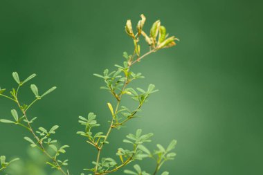 vahşi dağ çiçeği 