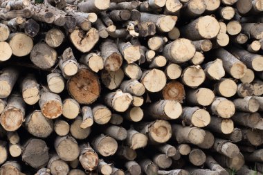 orman arka planda ağaç gövdesi