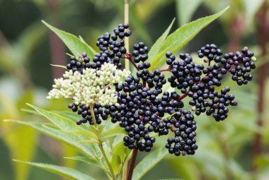 vahşi dağ çiçeği 