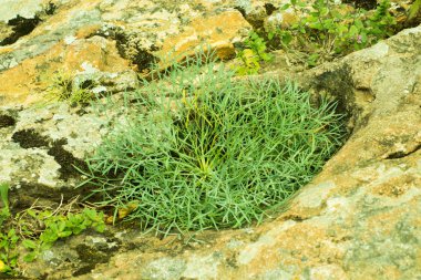 vahşi dağ çiçeği 