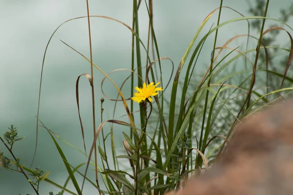 vahşi dağ çiçeği 