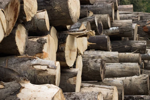 orman arka planda ağaç gövdesi