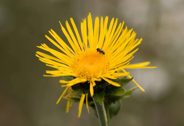 vahşi dağ çiçeği 