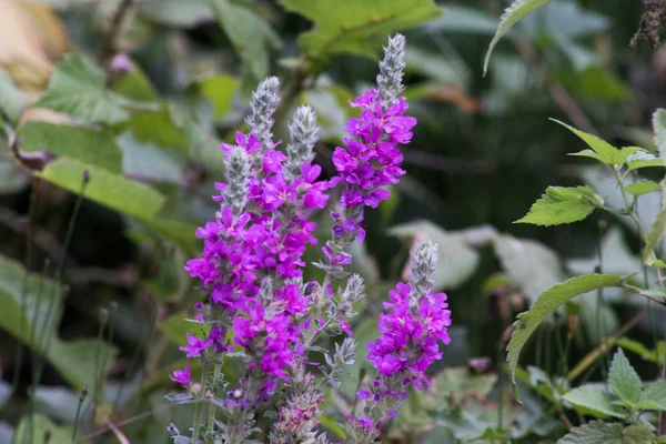 vahşi dağ çiçeği 