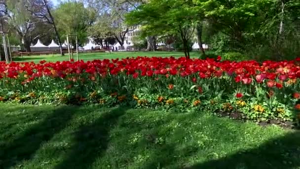 Ayuntamiento Viena Austria — Vídeo de stock