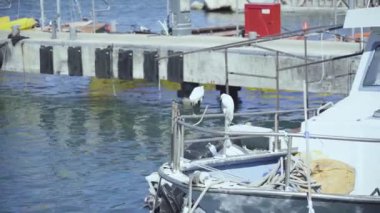 pájaros en el barco