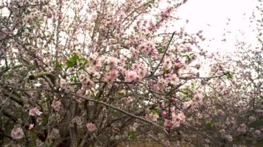 Badem bahçeleri, çiçeklenme badem Bahçesi, Judea Plains Israil