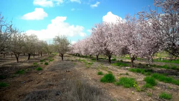 Mandelgarten Israel — Stockvideo