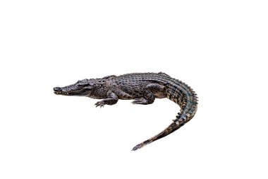 Kırpma yolu ile beyaz bir arka plan üzerinde Timsah , izole