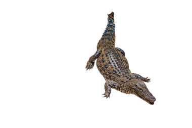 Kırpma yolu ile beyaz bir arka plan üzerinde Timsah , izole