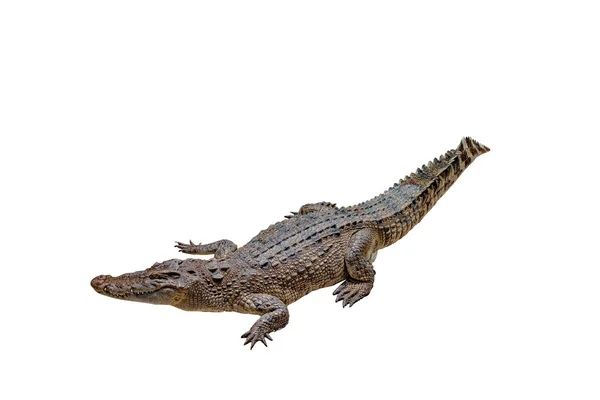 Krokodil Vit Bakgrund Med Urklippsbana Isolerad — Stockfoto