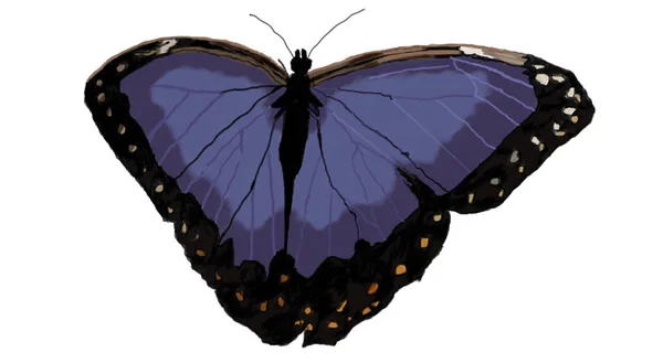 Farfalla alata blu su sfondo bianco — Foto Stock