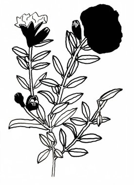 Nar, El Çizilmiş Mürekkep Çizimi