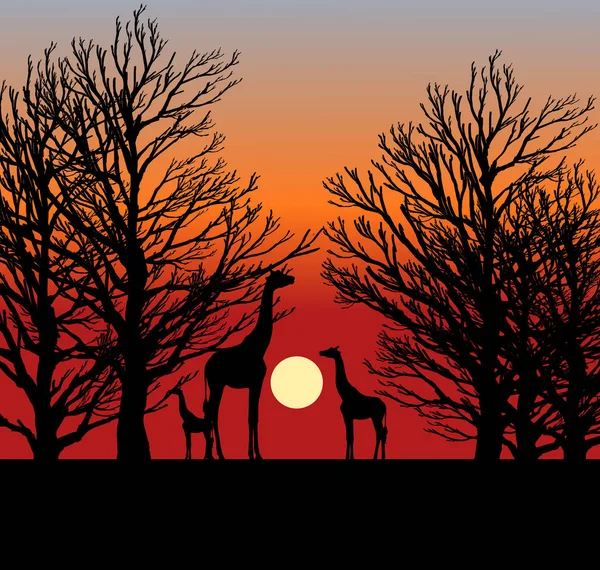 Gün Batımında Ağaçlar Arasında Zürafalar