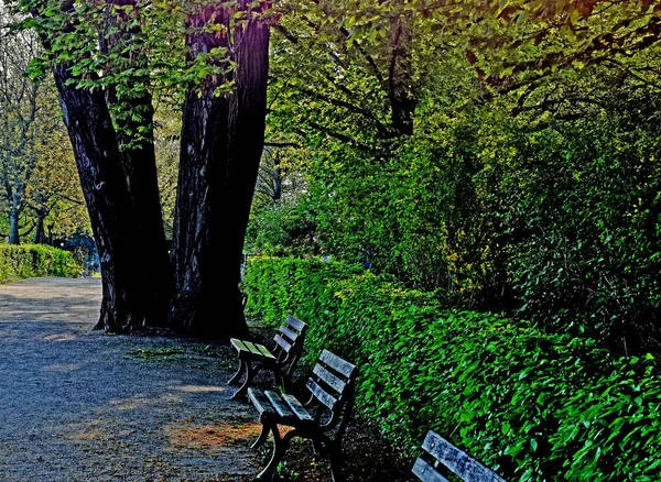 Parktaki Banklar, İki Ağaç ve Çalılar
